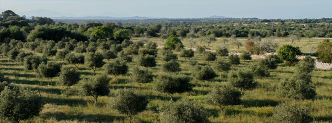 960x358_oliveGroveS