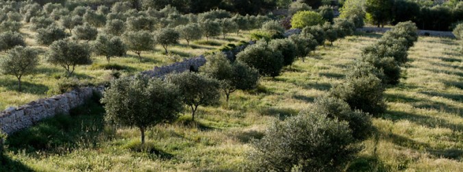 Olives_3