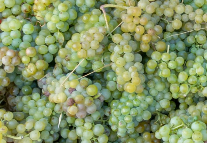 Son Alegre Chardonnay