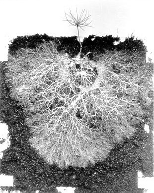 complete_mycorrhiza_1