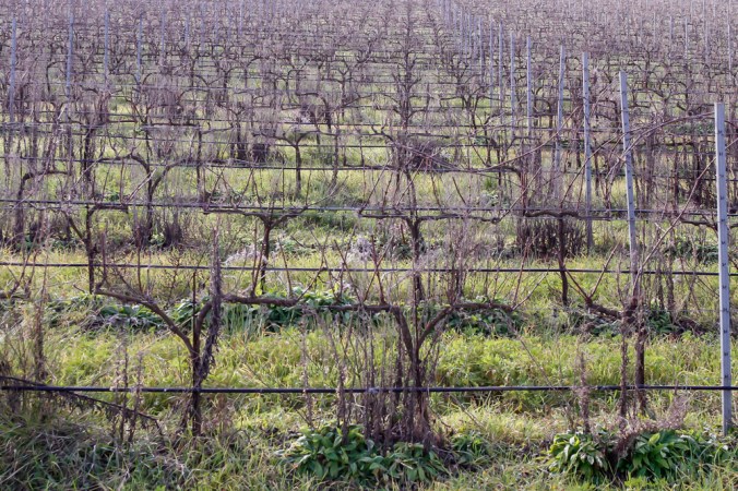 vines Son Alegre Mallorca