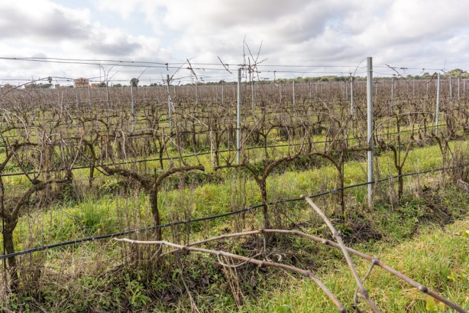 Vinya Son Alegre Santanyi Mallorca_