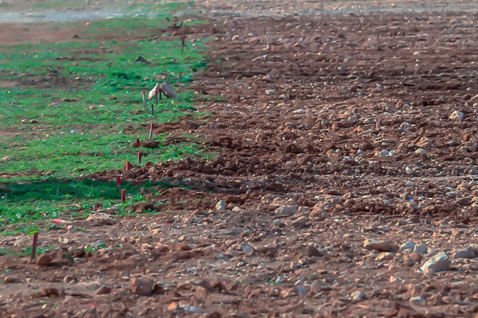 Camp d'en Ventura Santanyí Mallorca  2