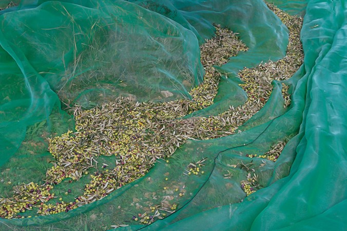 olives Son Alegre Santanyí Mallorca_2