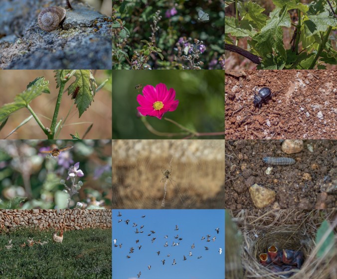 Son Alegre Mallorca 2