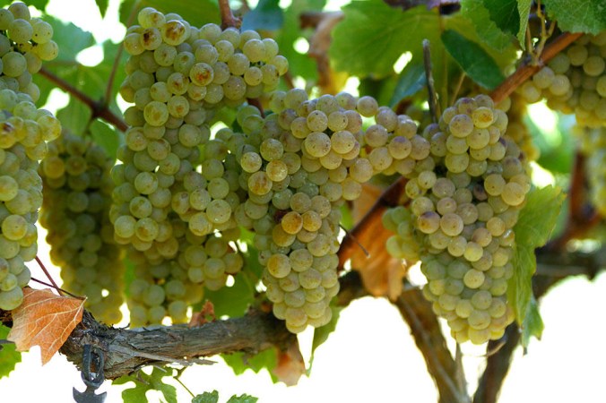 Son Alegre - Chardonnay_