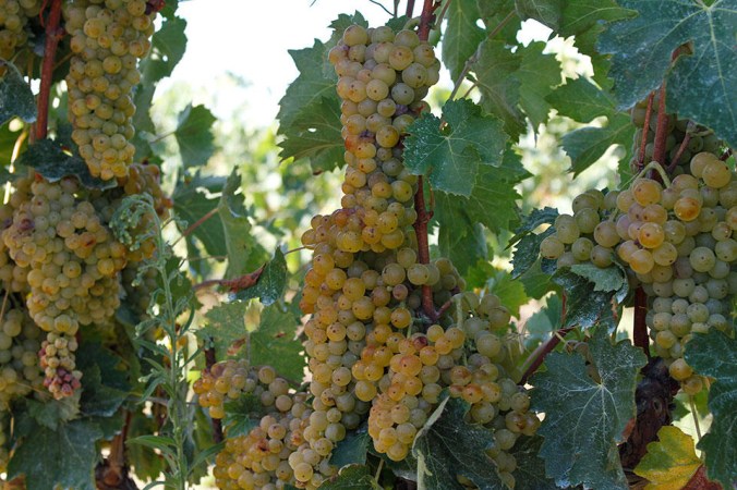 Son Alegre - Malvasía_