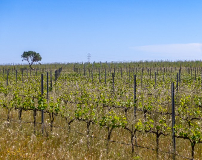 Permaculture Son Alegre Santanyí Mallorca 2