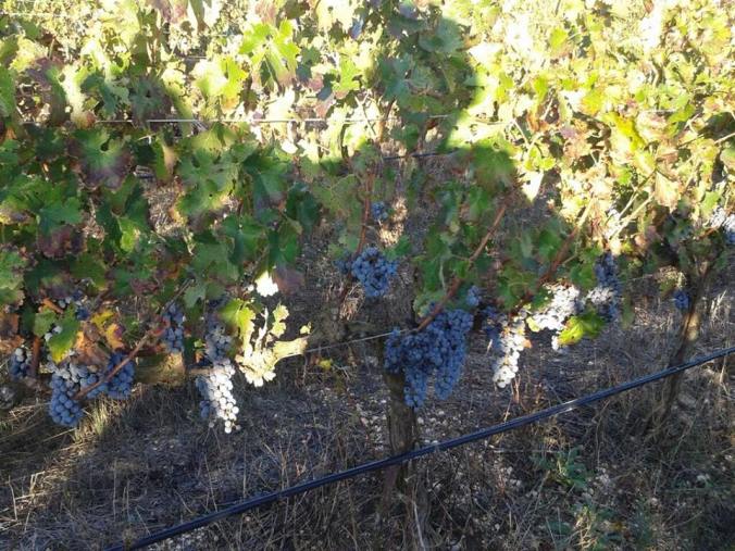 11218760_1031830226835496_2202682210011804809_n