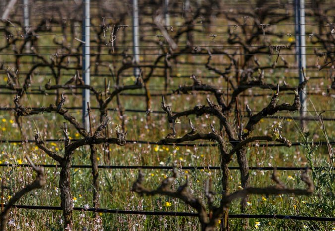 Son Alegre marzo 2016 2