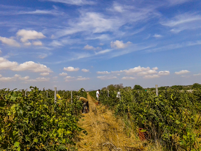 son-alegre-grape-harvest-2