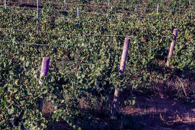 son-alegre-grape-harvest-4