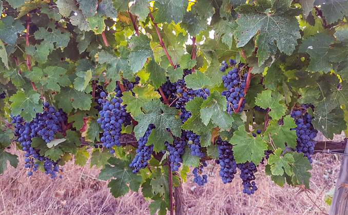 son-alegre-grape-harvest-5