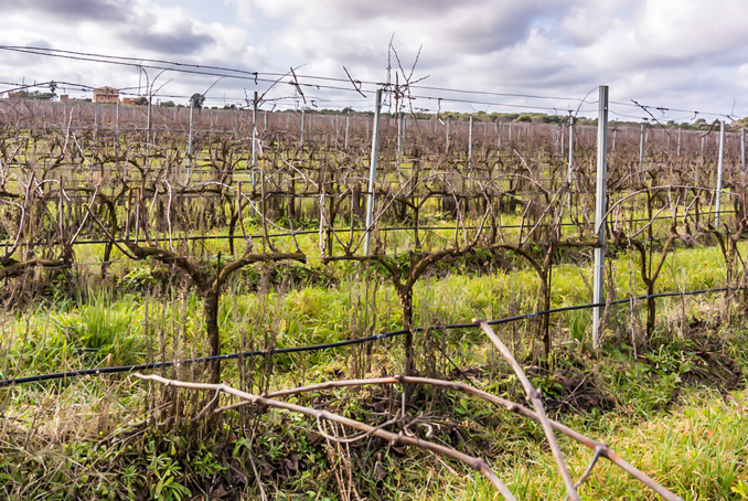 son-alegre-dormition-2