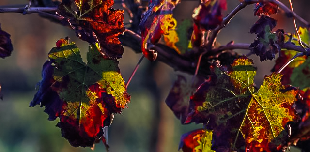 son-alegre-dormition-5