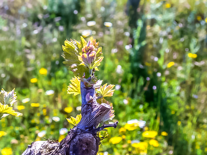 Son Alegre white grapes 3