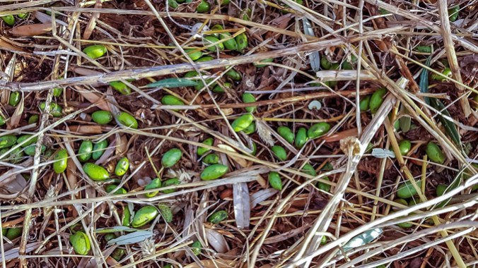 Son Alegre granizada6